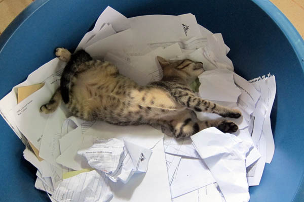 Astrophe, our pet cat, sleeping in our bin of documents to be burned